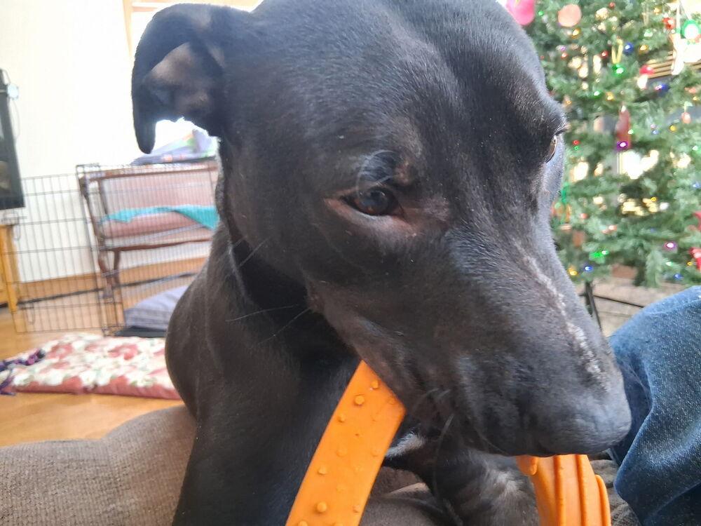 Enlarge Doyle, a Adoptable mixed breed in Anoka, MN image 4/6