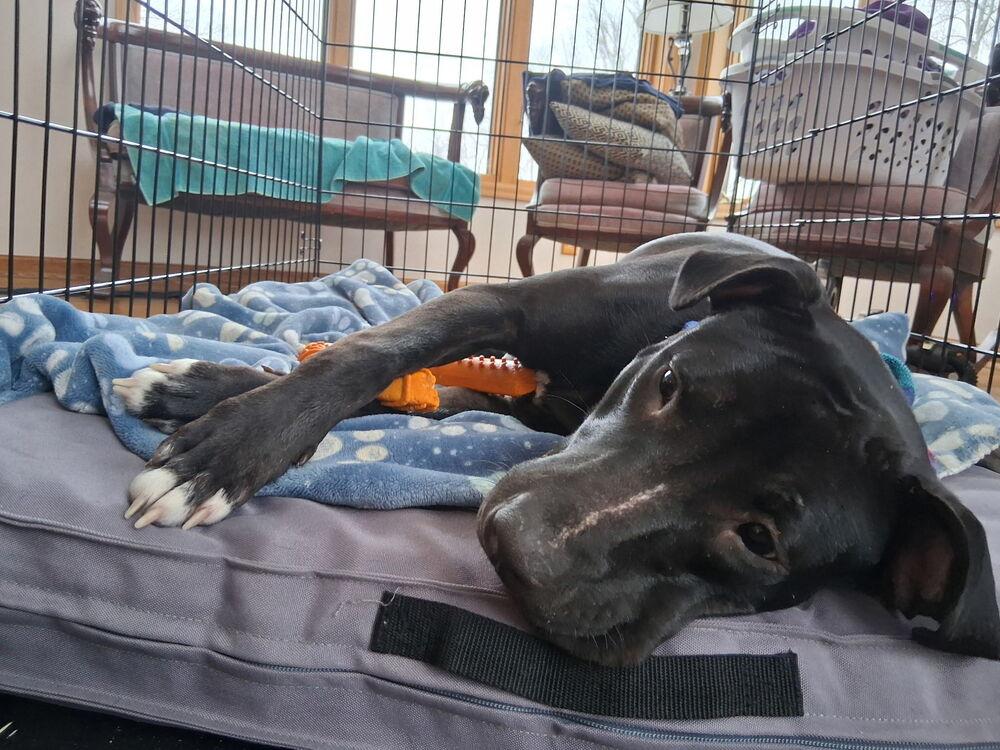 Enlarge Doyle, a Adoptable mixed breed in Anoka, MN image 5/6