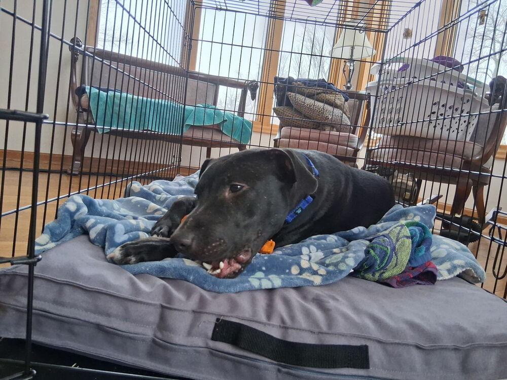 Enlarge Doyle, a Adoptable mixed breed in Anoka, MN image 6/6