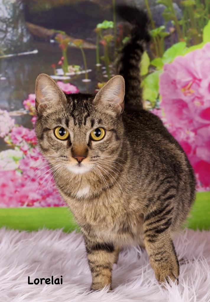 Lorelai, Adoptable, Young Female Domestic Short Hair.
