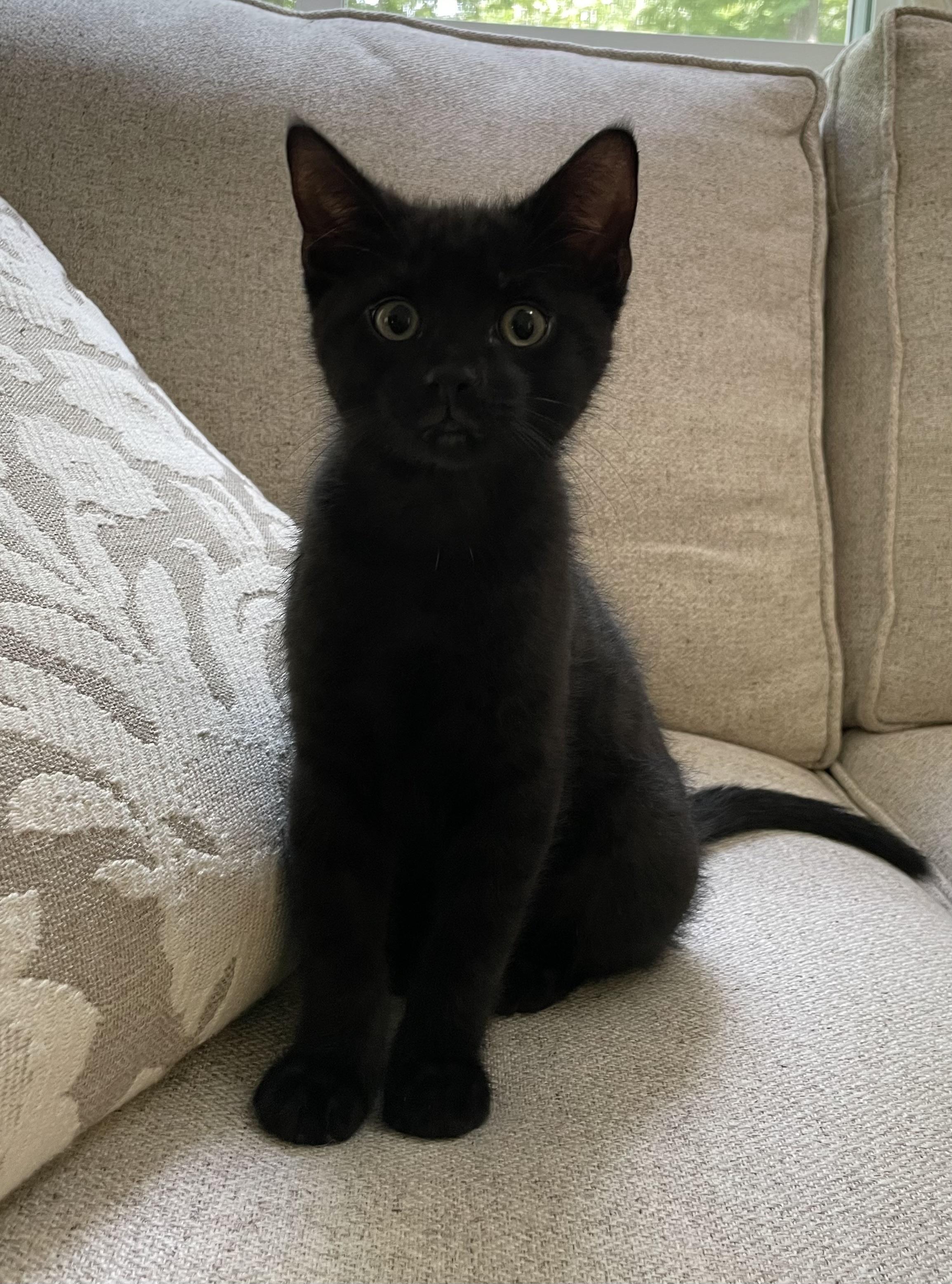 Enlarge Da Vinci, an adoptable Domestic Short Hair in Ridgefield, CT image 2/3