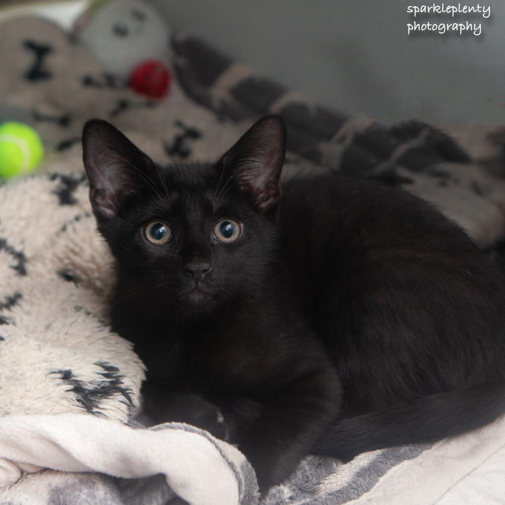 Da Vinci, adoptable, Kitten Male Domestic Short Hair.
