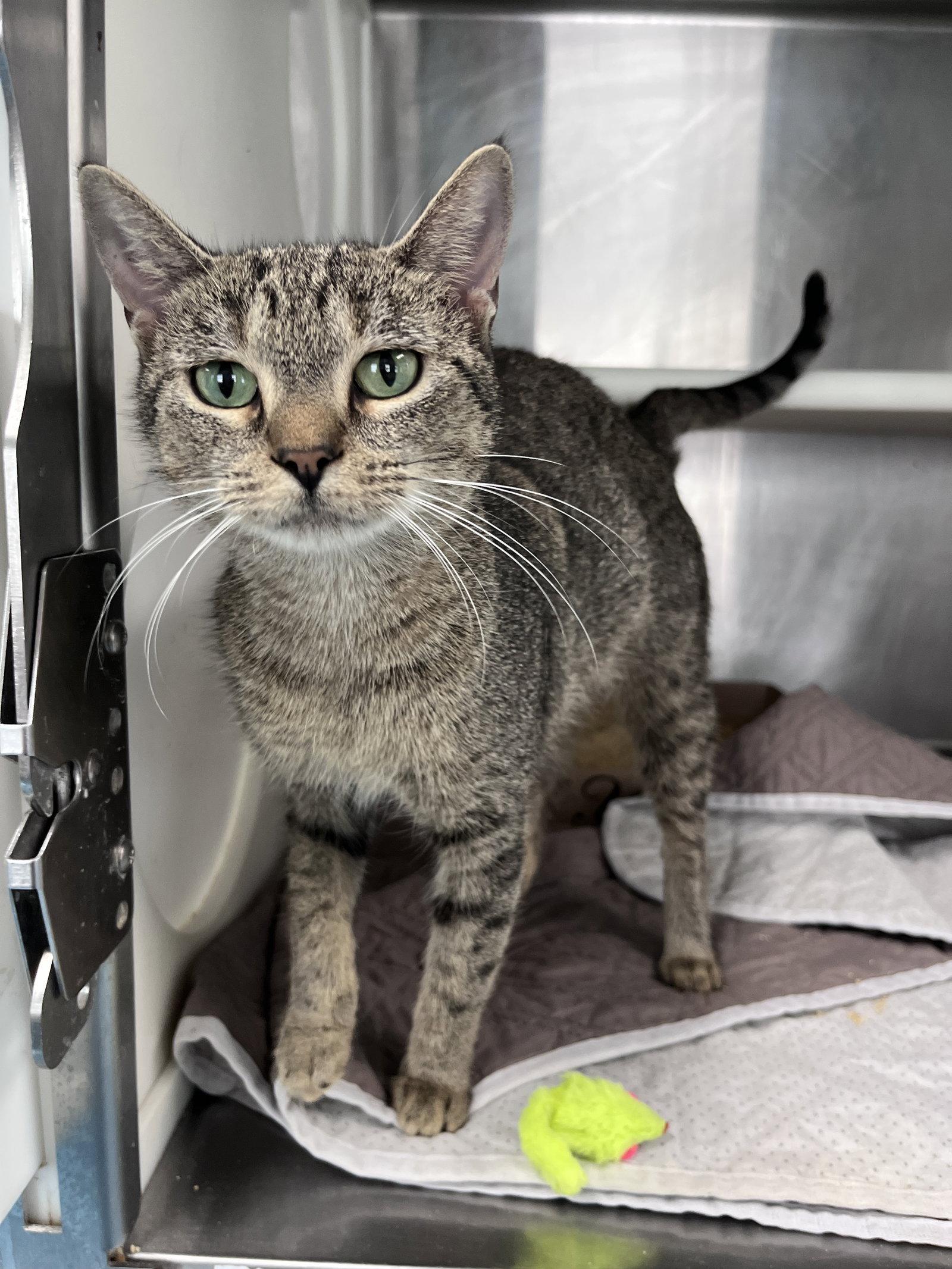 Enlarge Acura, a Adoptable mixed breed in Carrollton, GA image 1/3