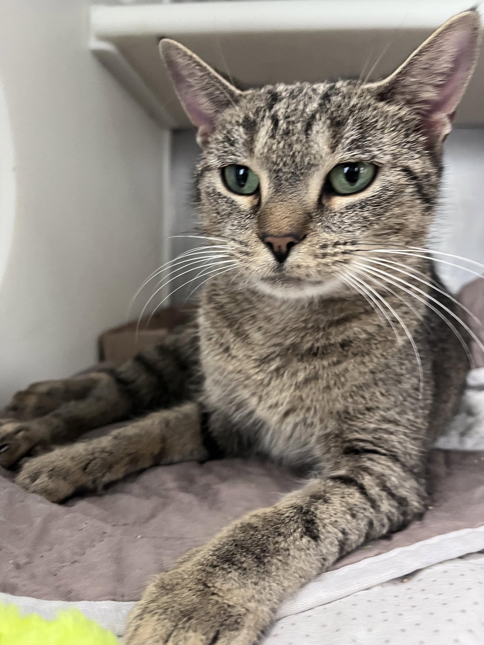 Enlarge Acura, a Adoptable mixed breed in Carrollton, GA image 2/3
