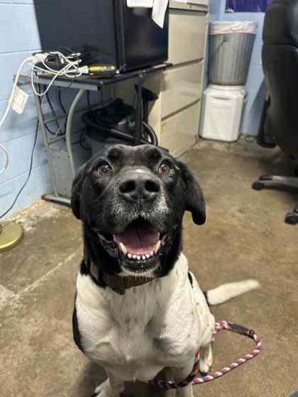 Enlarge Stevie, a Adoptable mixed breed in Bartlesville, OK image 1/2