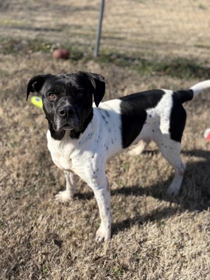 Stevie, Adoptable, Adult Male Pit Bull Terrier & Mixed Breed.