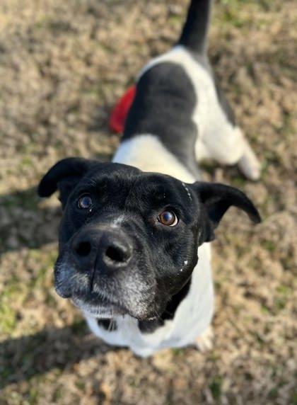 Enlarge Stevie, a Adoptable mixed breed in Bartlesville, OK image 2/2