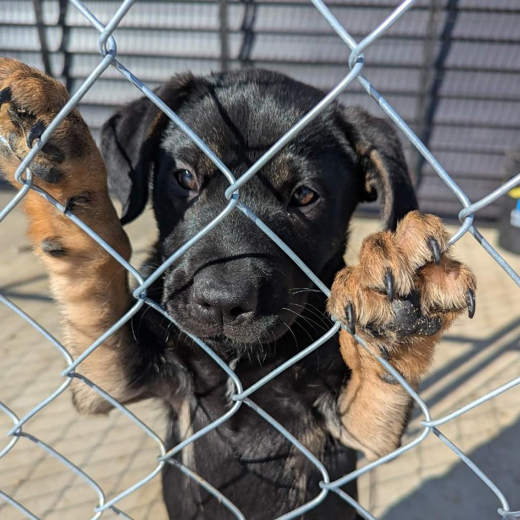 Enlarge Tallulah, a Adoptable mixed breed in Tomah, WI image 1/4