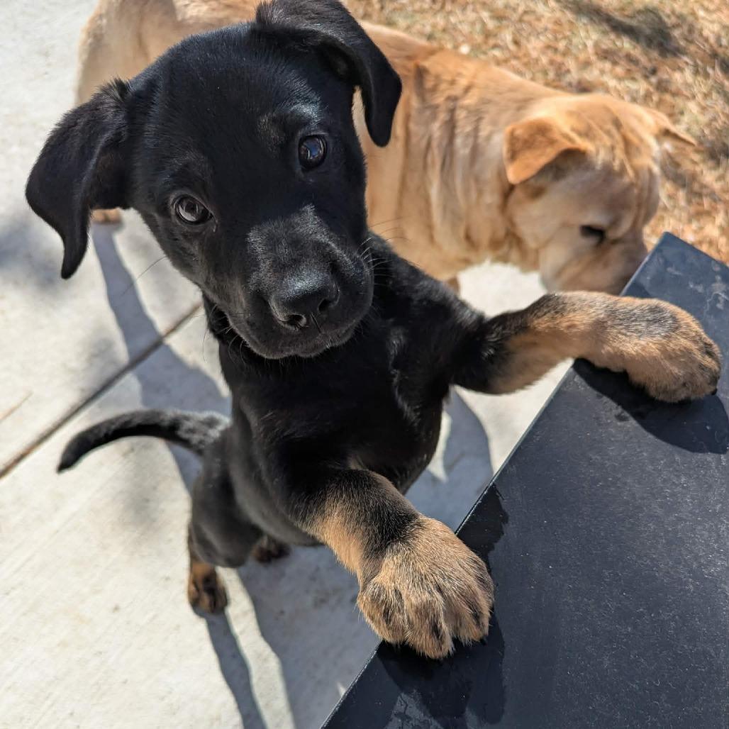 Enlarge Tallulah, a Adoptable mixed breed in Tomah, WI image 2/4