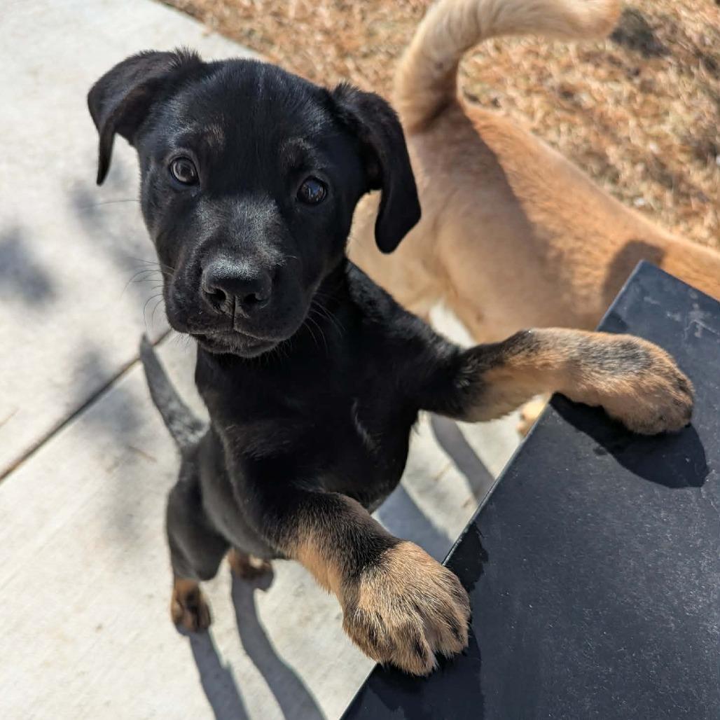 Enlarge Tallulah, a Adoptable mixed breed in Tomah, WI image 3/4