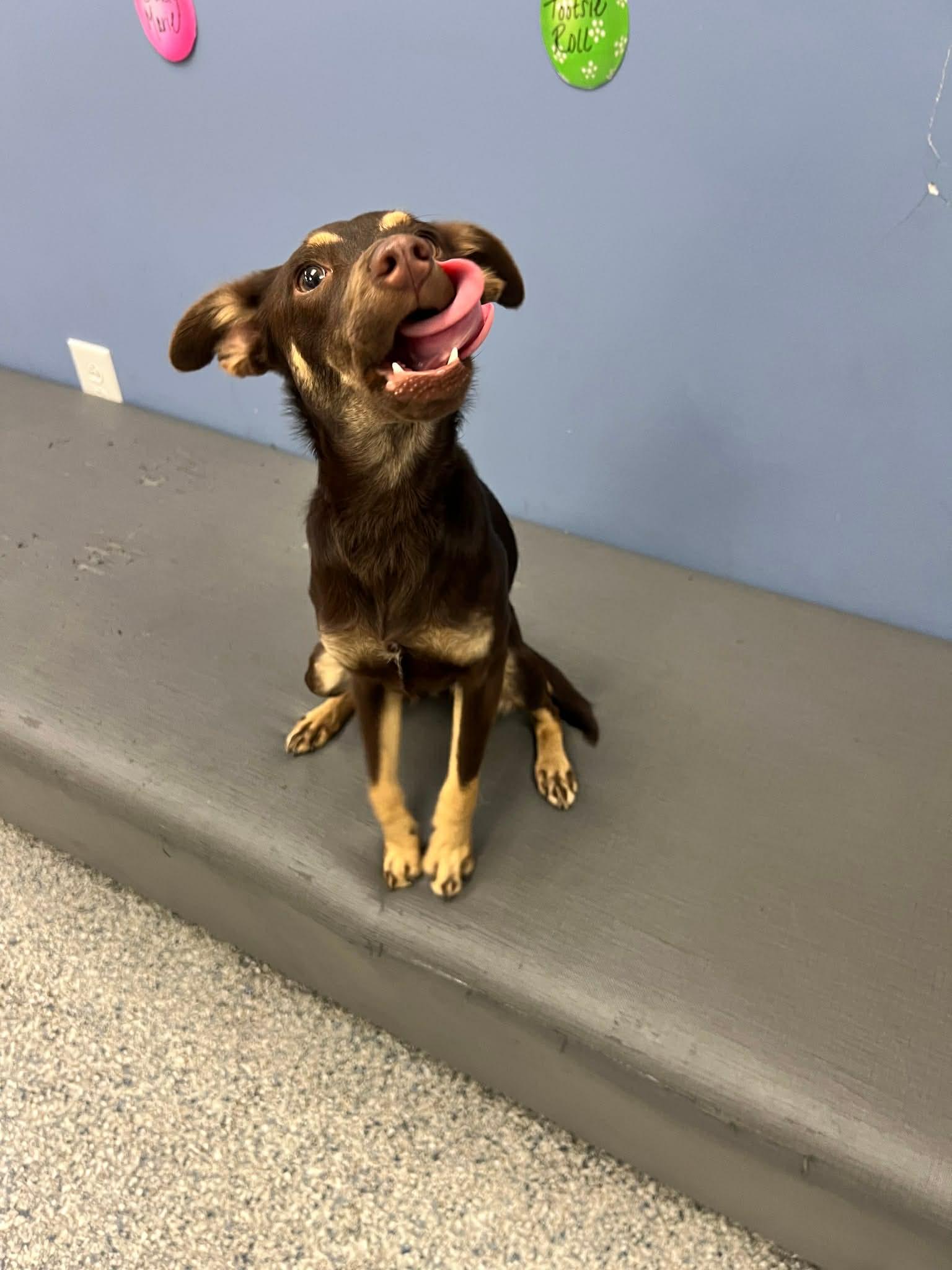 Hazel , an adopted mixed breed in Elkhorn, WI image 4/6