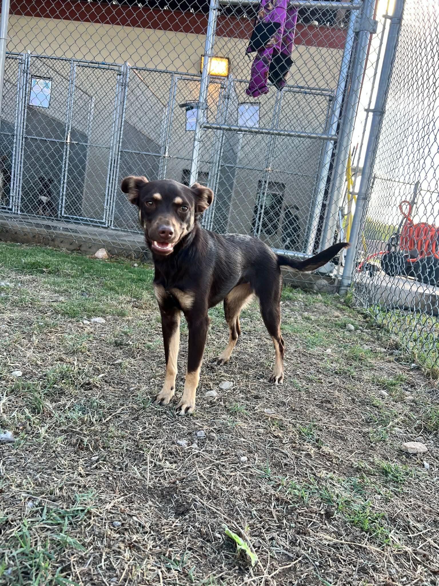 Hazel , an adopted mixed breed in Elkhorn, WI image 2/6