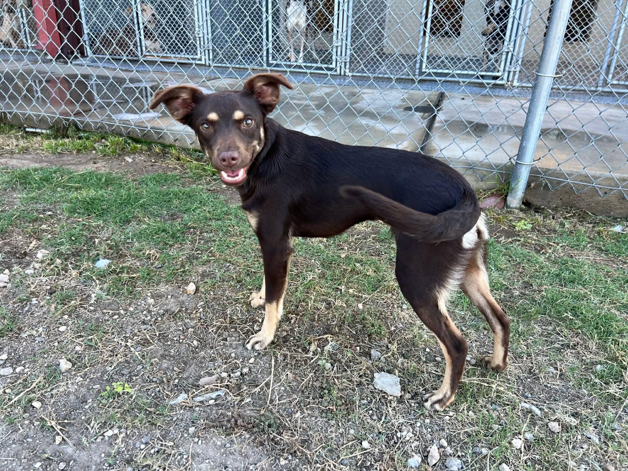 Hazel , an adopted mixed breed in Elkhorn, WI image 5/6