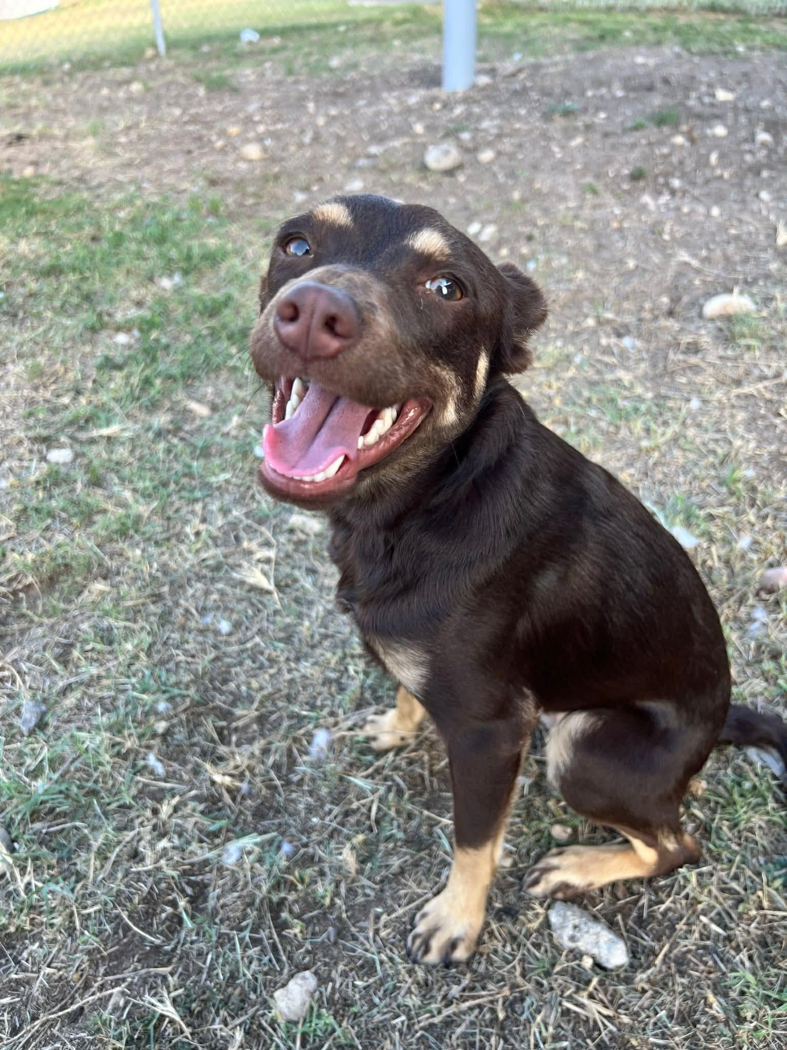 Hazel , adopted, Young Female Chihuahua.