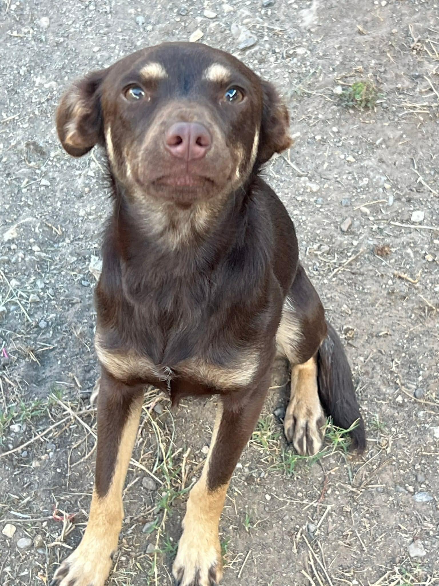Hazel , an adopted mixed breed in Elkhorn, WI image 3/6