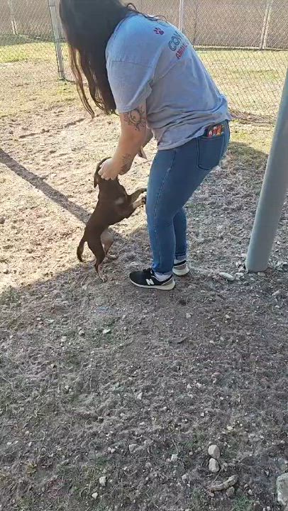 Enlarge Hazel , an adopted mixed breed in Elkhorn, WI video 6/6