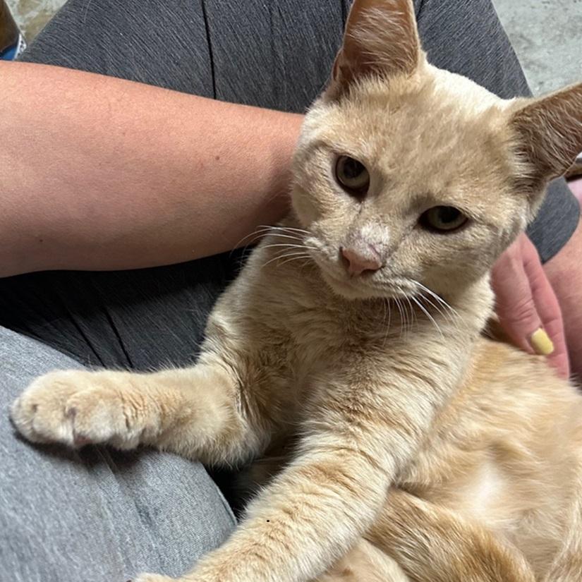 Cheddar, Adoptable, Young Male American Shorthair.