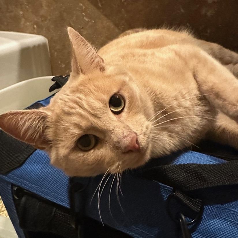 Cheddar, a Adoptable American Shorthair in North Hollywood, CA image 3/5