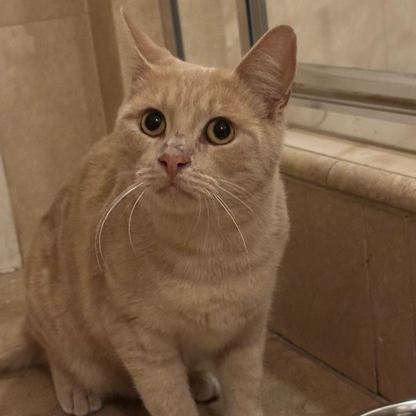 Cheddar, a Adoptable American Shorthair in North Hollywood, CA image 4/5