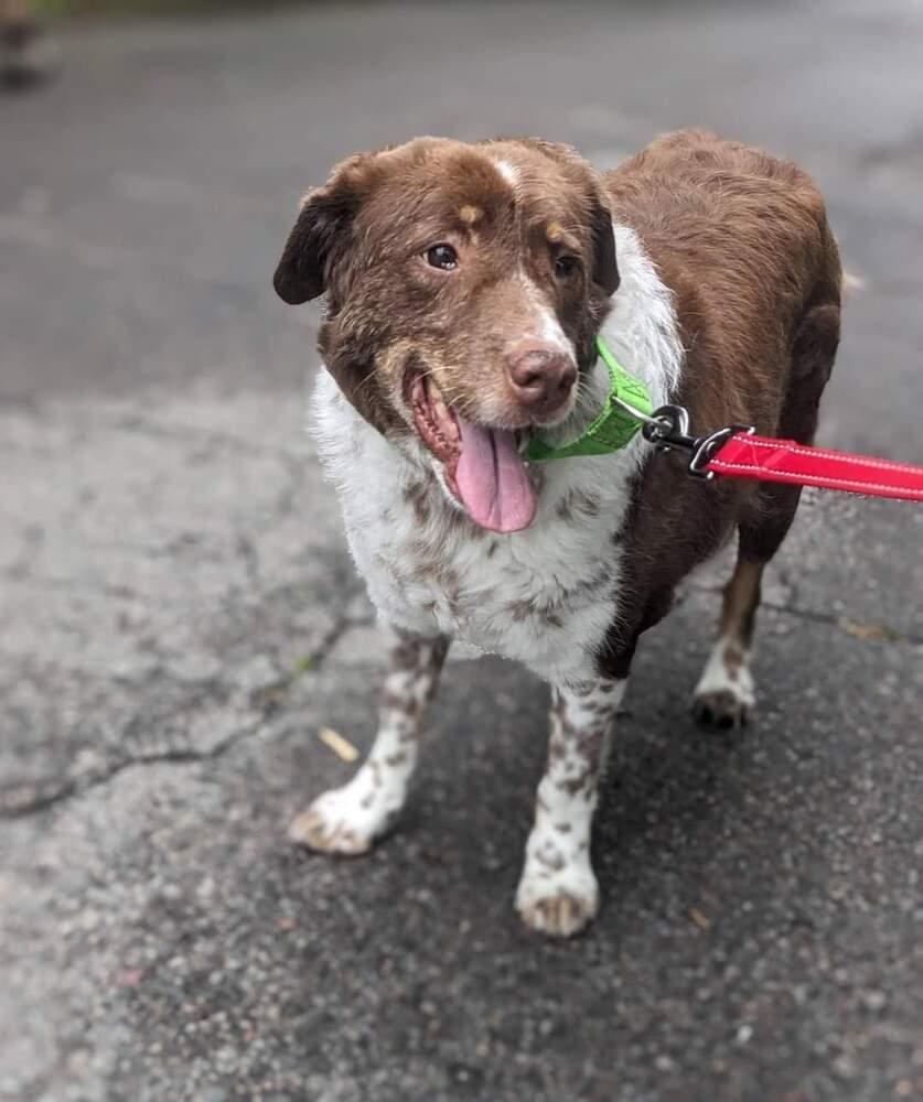 Gretzky, Adoptable, Adult Male Mixed Breed.