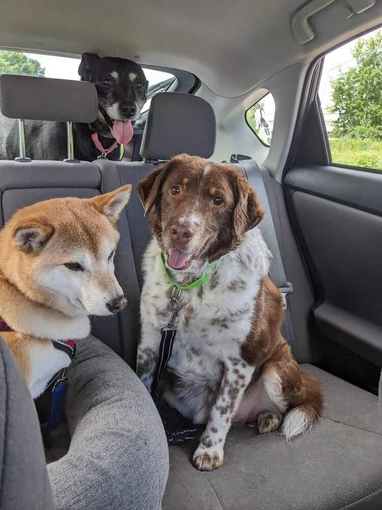 Gretzky — thumbnail 2