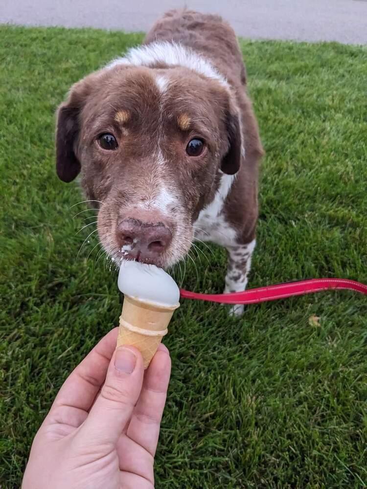 Gretzky, a Adoptable Mixed Breed in Wausau, WI image 4/6