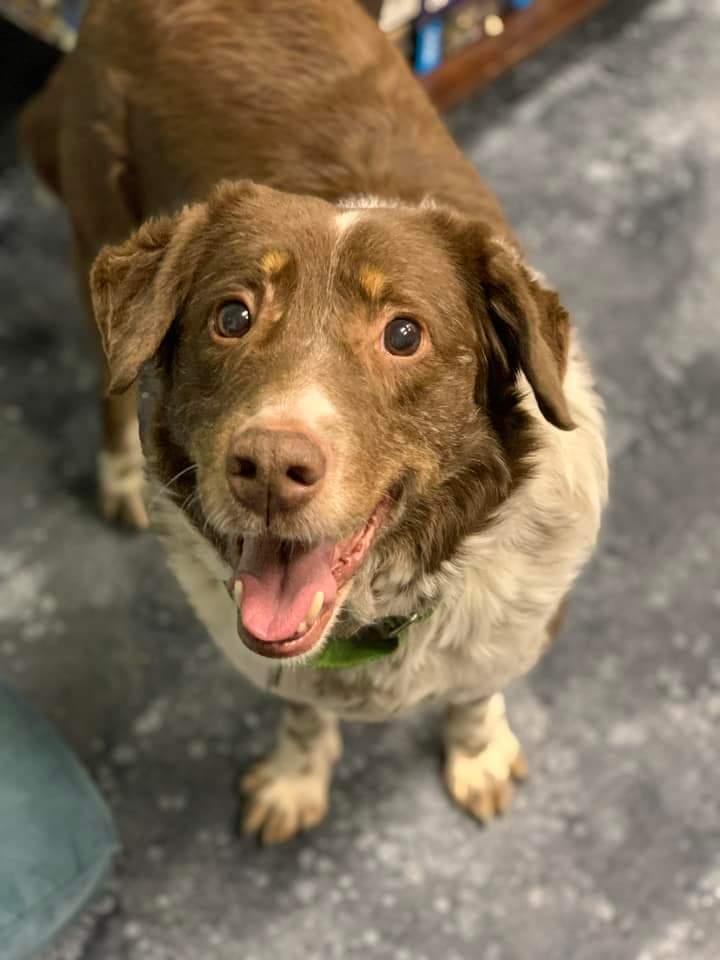 Gretzky, a Adoptable Mixed Breed in Wausau, WI image 5/6