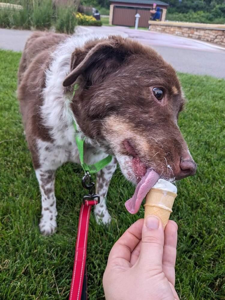 Gretzky, a Adoptable Mixed Breed in Wausau, WI image 6/6