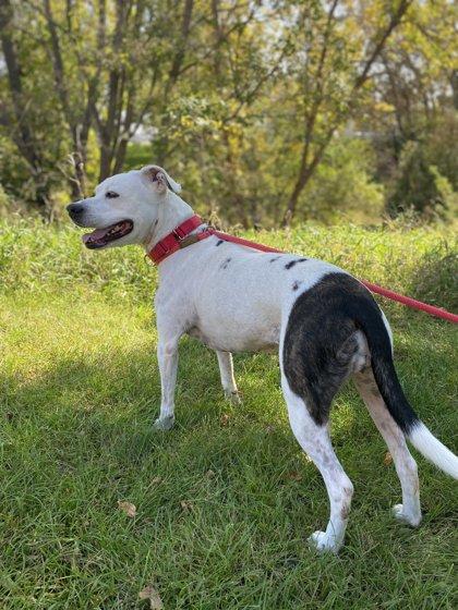 Enlarge KB, a Adoptable mixed breed in Fergus Falls, MN image 1/3