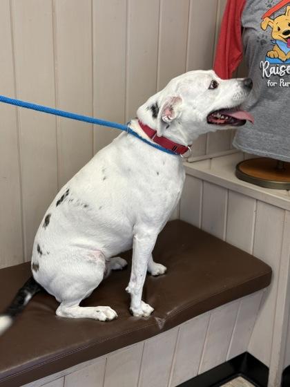 KB, Adoptable, Adult Female Pit Bull Terrier & Mixed Breed.