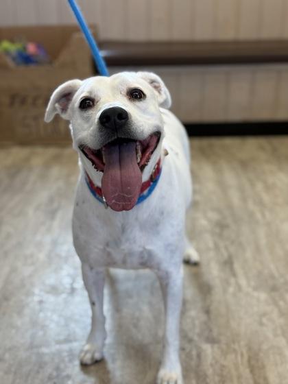 Enlarge KB, a Adoptable mixed breed in Fergus Falls, MN image 2/3