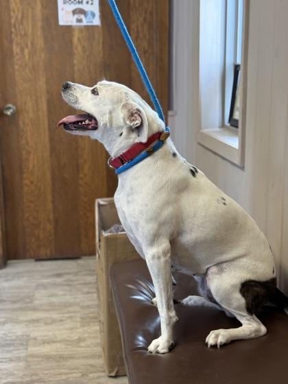 KB, Adoptable, Adult Female Pit Bull Terrier & Mixed Breed.