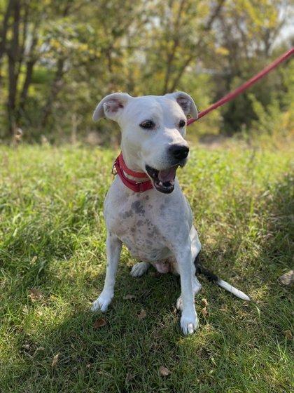 Enlarge KB, a Adoptable mixed breed in Fergus Falls, MN image 2/3