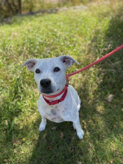 Enlarge KB, a Adoptable mixed breed in Fergus Falls, MN image 3/3