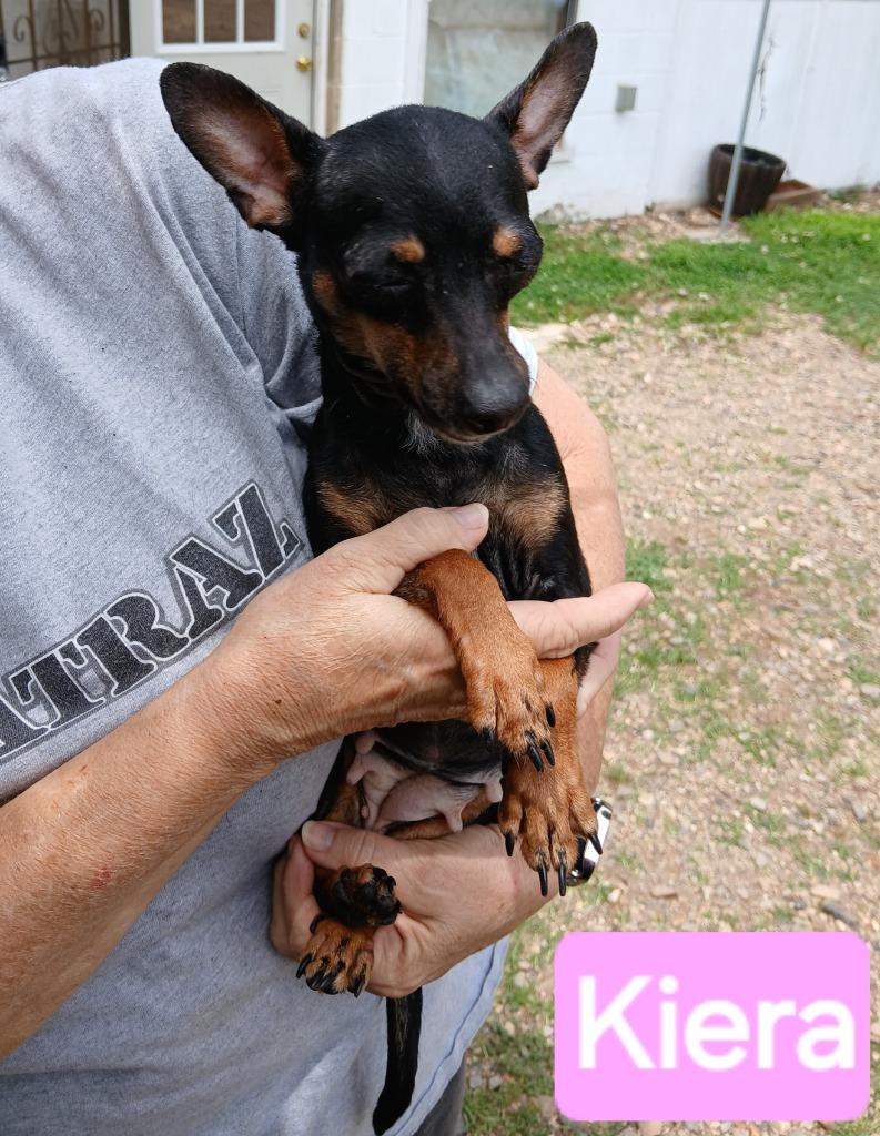 Kiera, a Adoptable mixed breed in Mena, AR image 1/2