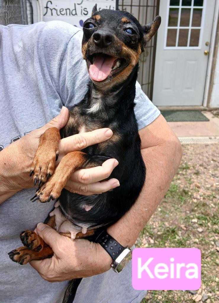 Kiera, a Adoptable mixed breed in Mena, AR image 2/2