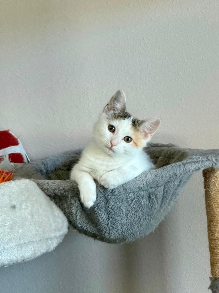 Abby, Adoptable, Kitten Female Domestic Medium Hair.