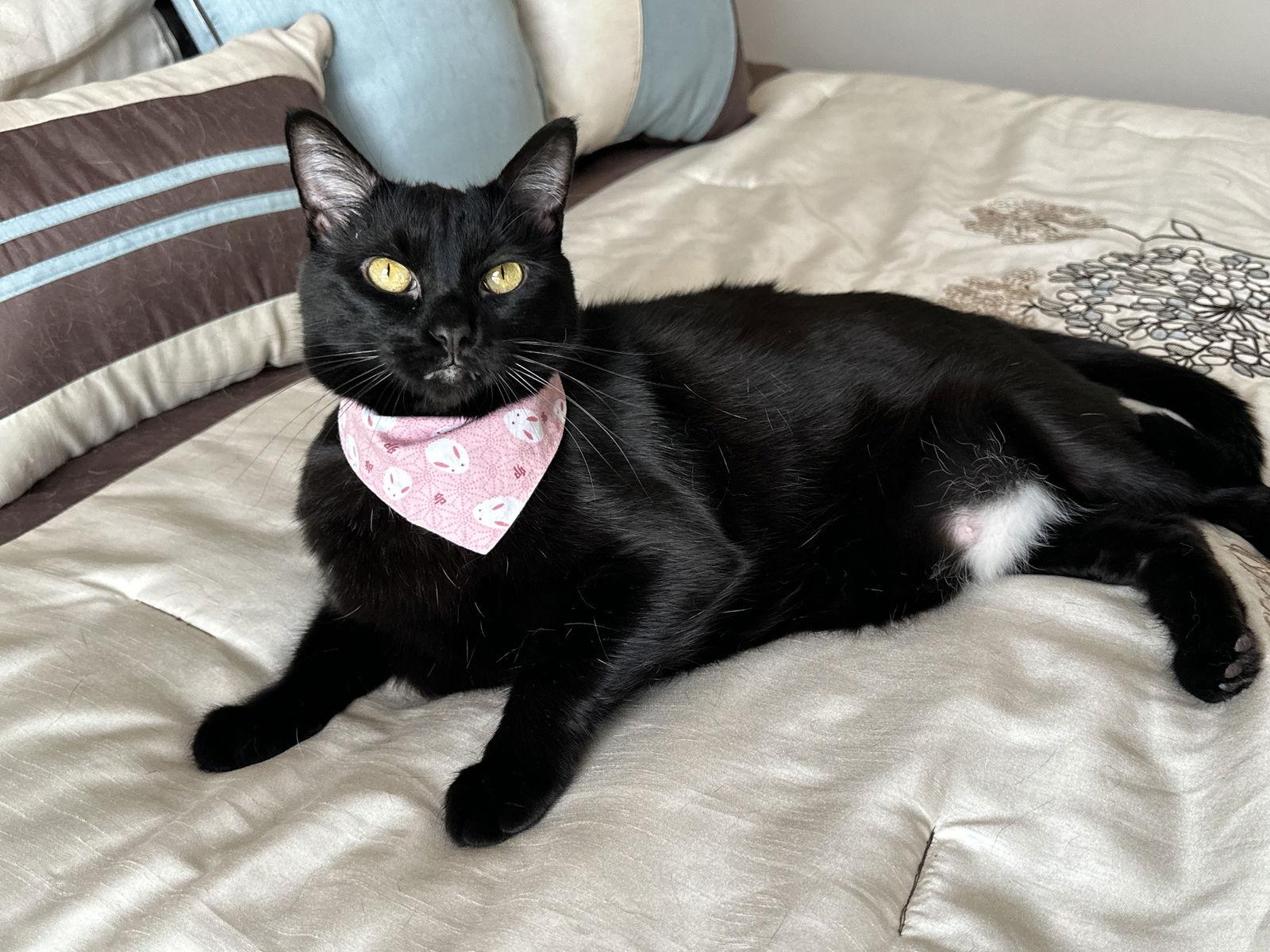 Mere-Bear, a Adoptable Domestic Short Hair in Fenton, MO image 1/3