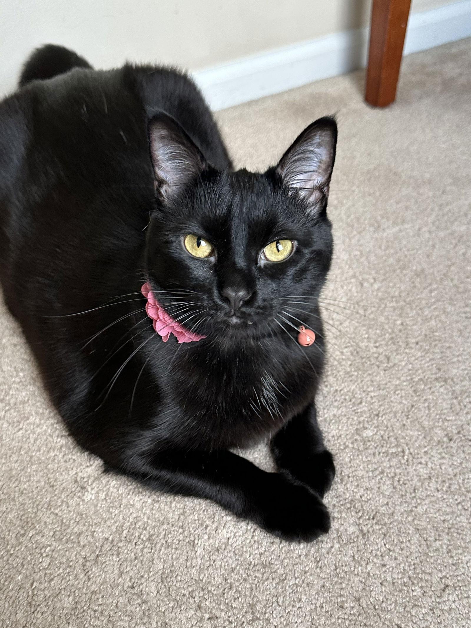 Mere-Bear, Adoptable, Adult Female Domestic Short Hair.