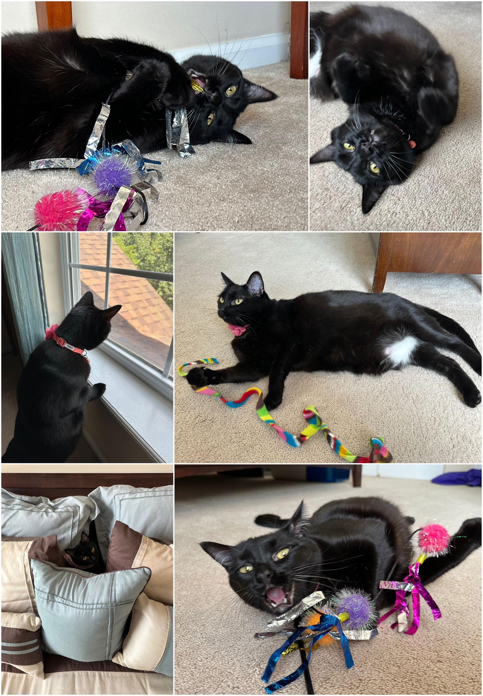 Mere-Bear, a Adoptable Domestic Short Hair in Fenton, MO image 3/3