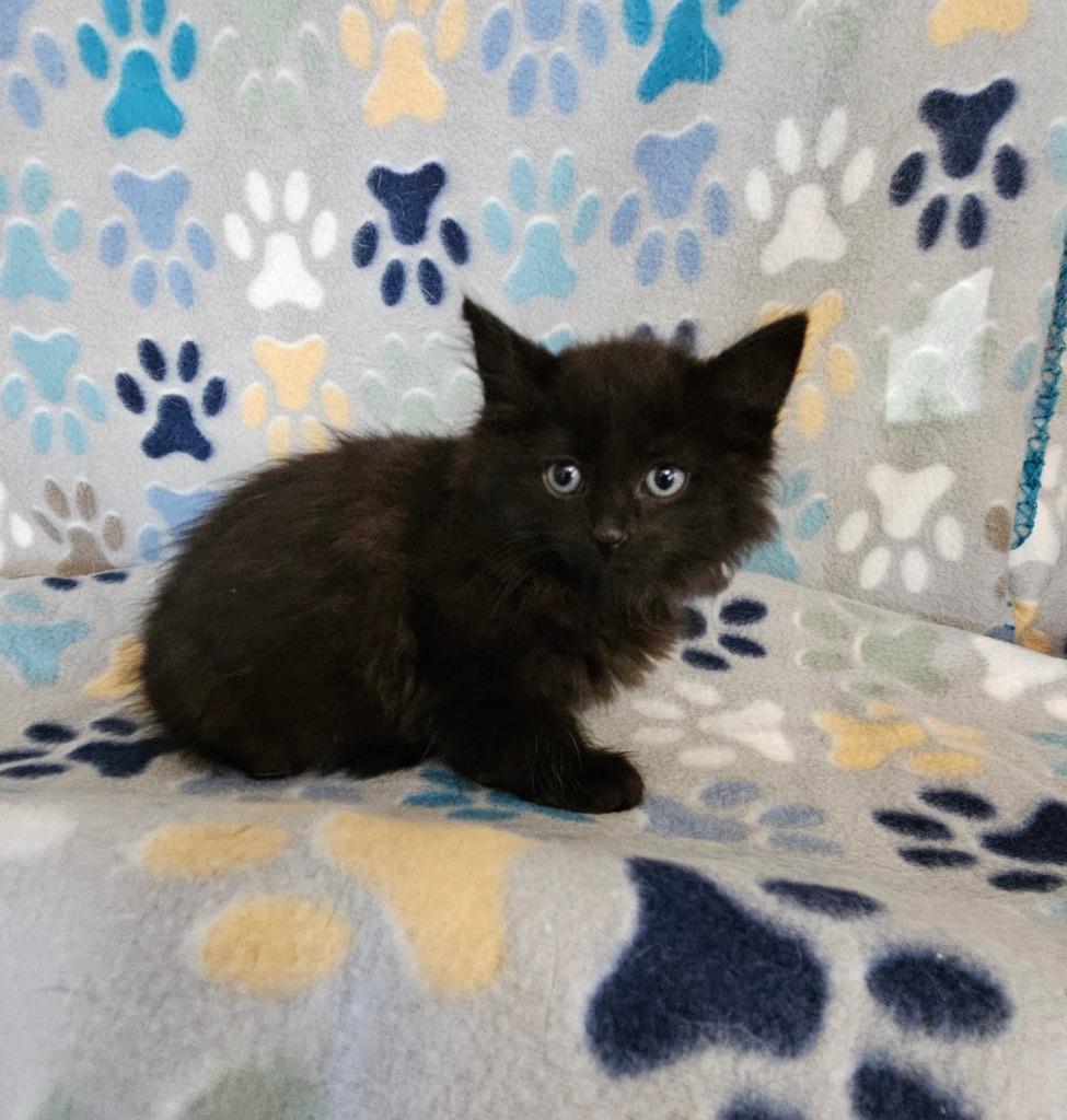 Kelly, Adoptable, Kitten Female Domestic Medium Hair.