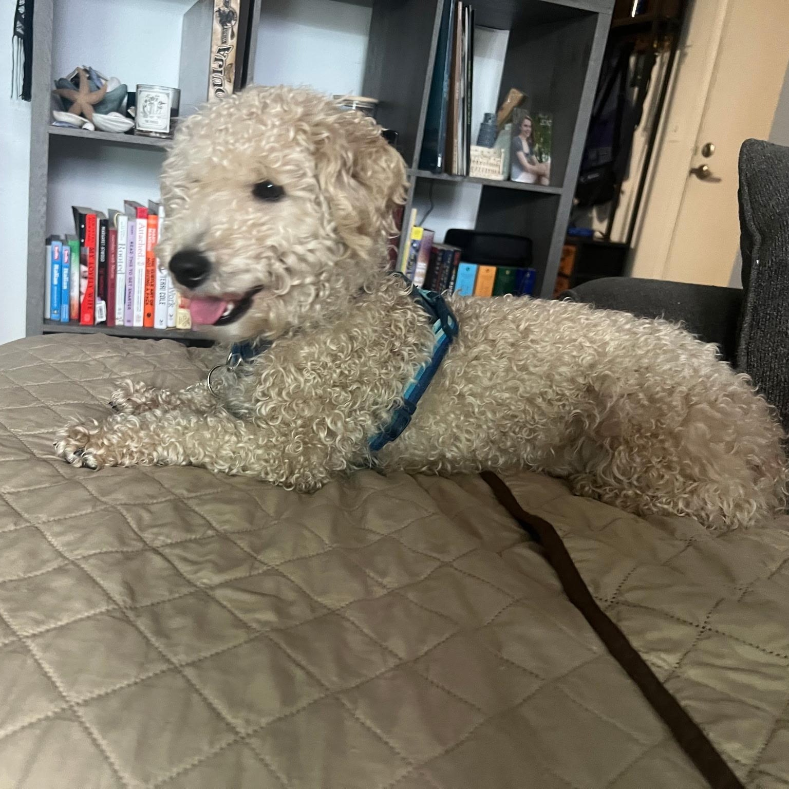 Pringle, an adopted mixed breed in Rochester, NY image 3/3