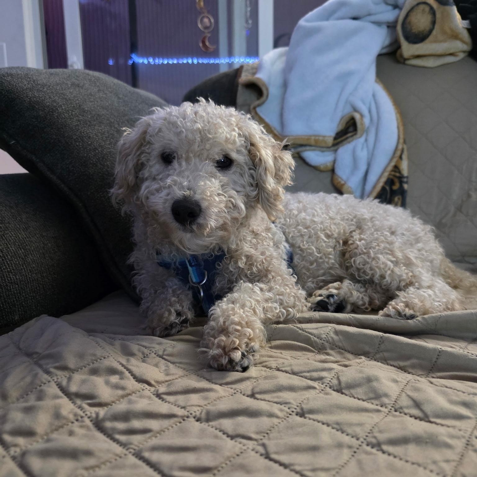 Pringle, adopted, Young Male Miniature Poodle & Retriever.