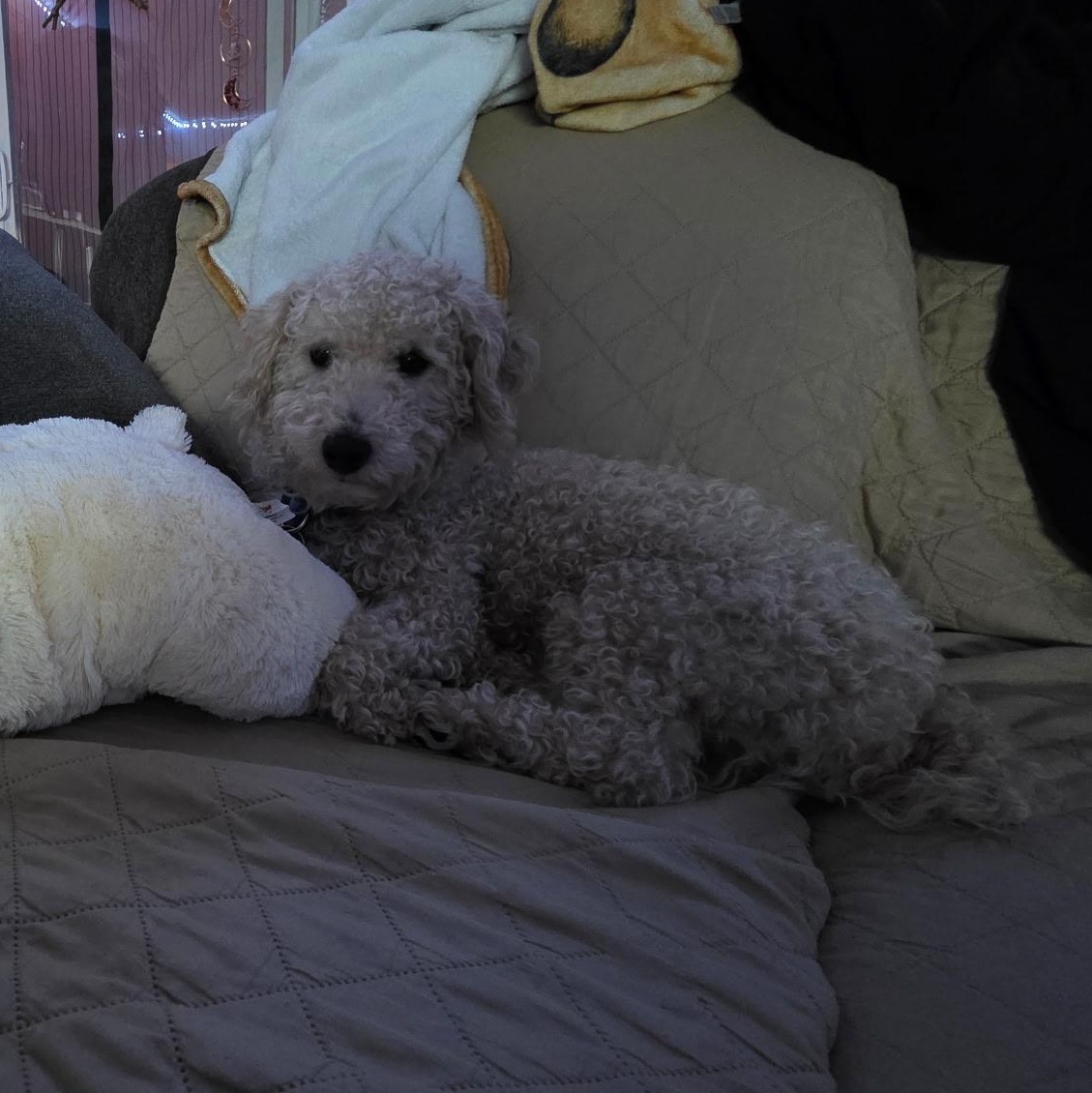 Pringle, an adopted mixed breed in Rochester, NY image 2/3