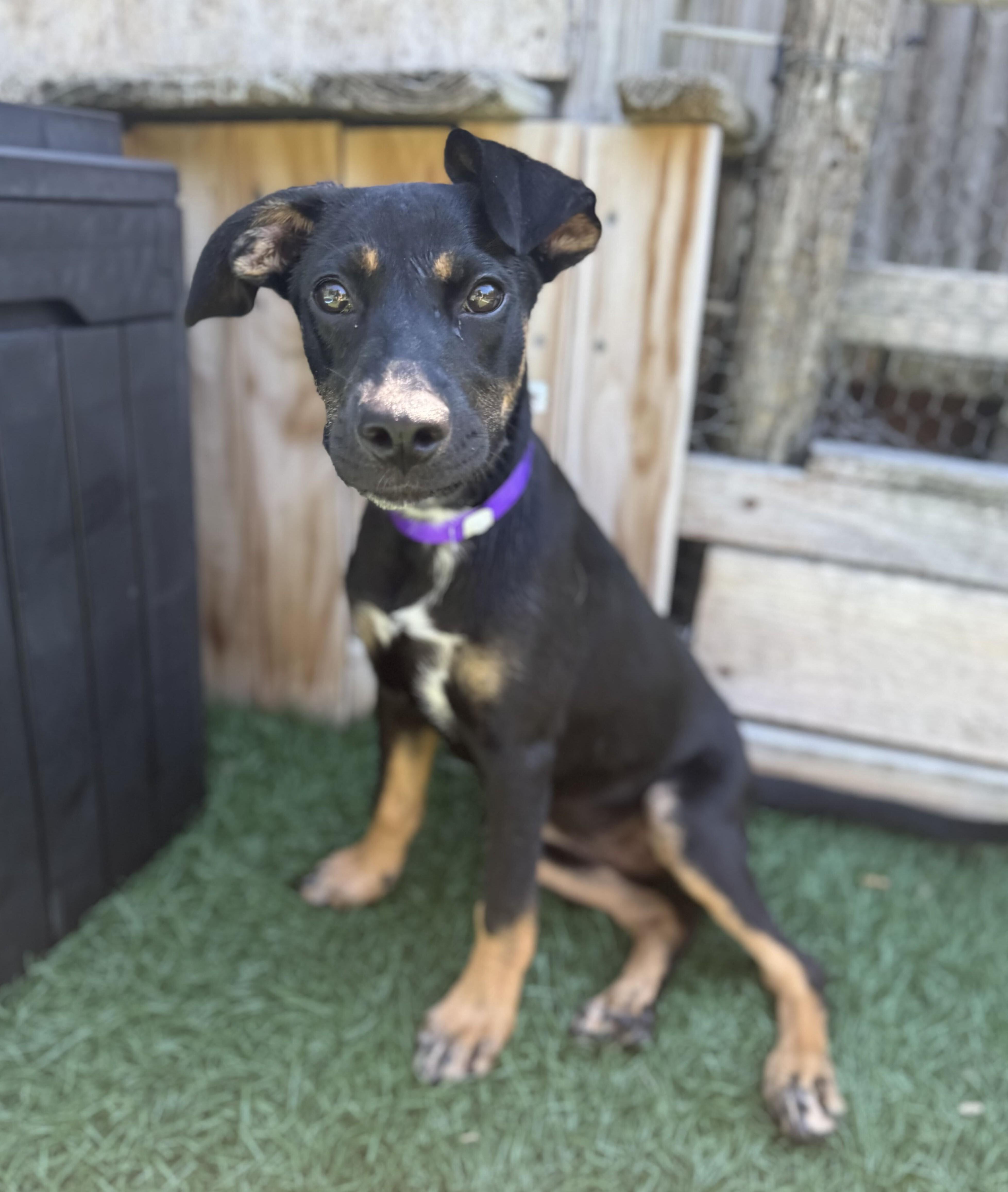Charlie HERE IN NH, ADOPTABLE, Puppy Female Mixed Breed.