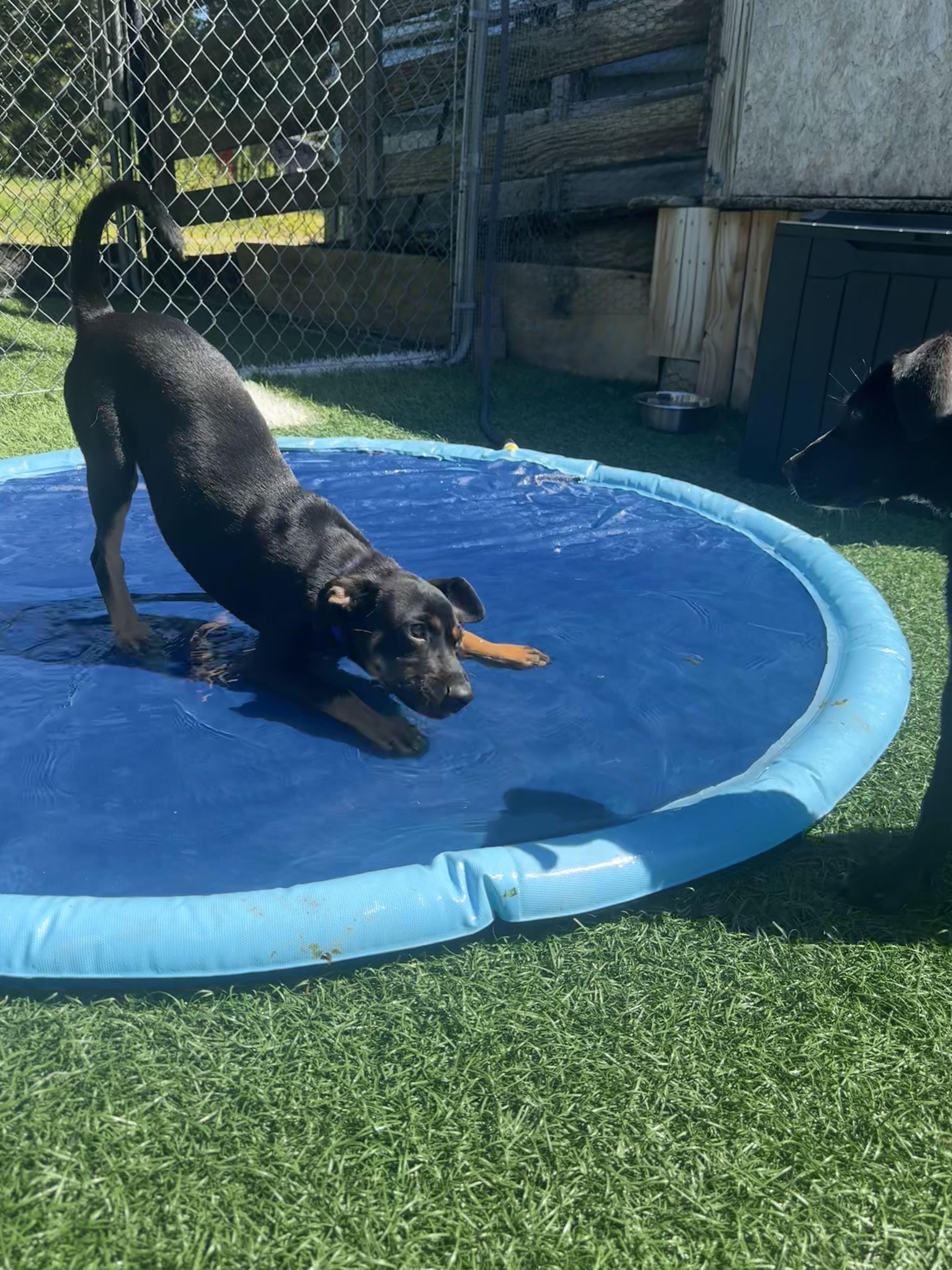 Charlie HERE IN NH, a ADOPTABLE Mixed Breed in Northwood, NH image 4/4
