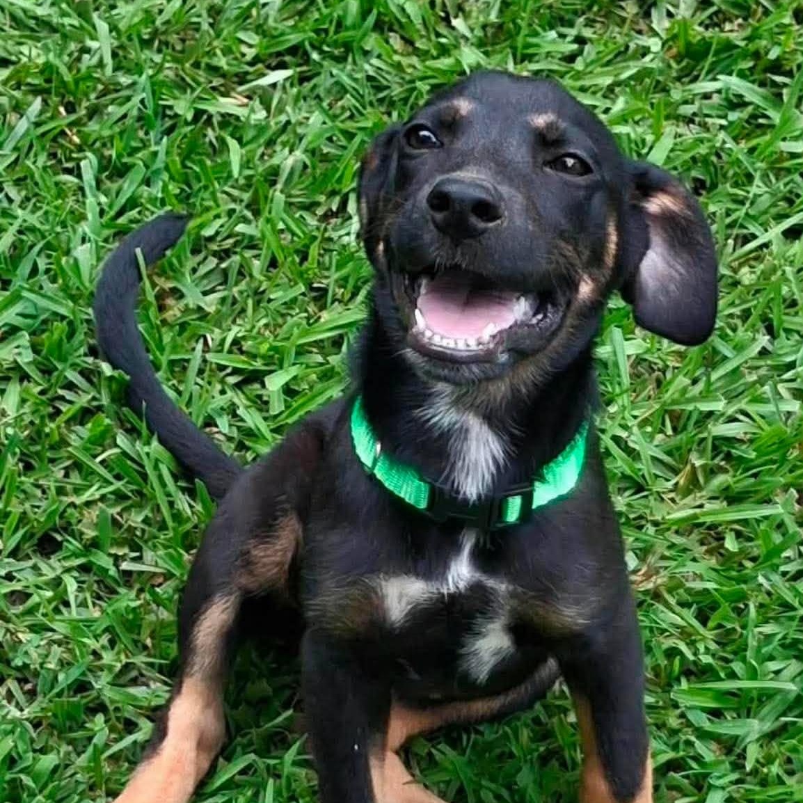 Charlie HERE IN NH, a ADOPTABLE Mixed Breed in Northwood, NH image 2/4