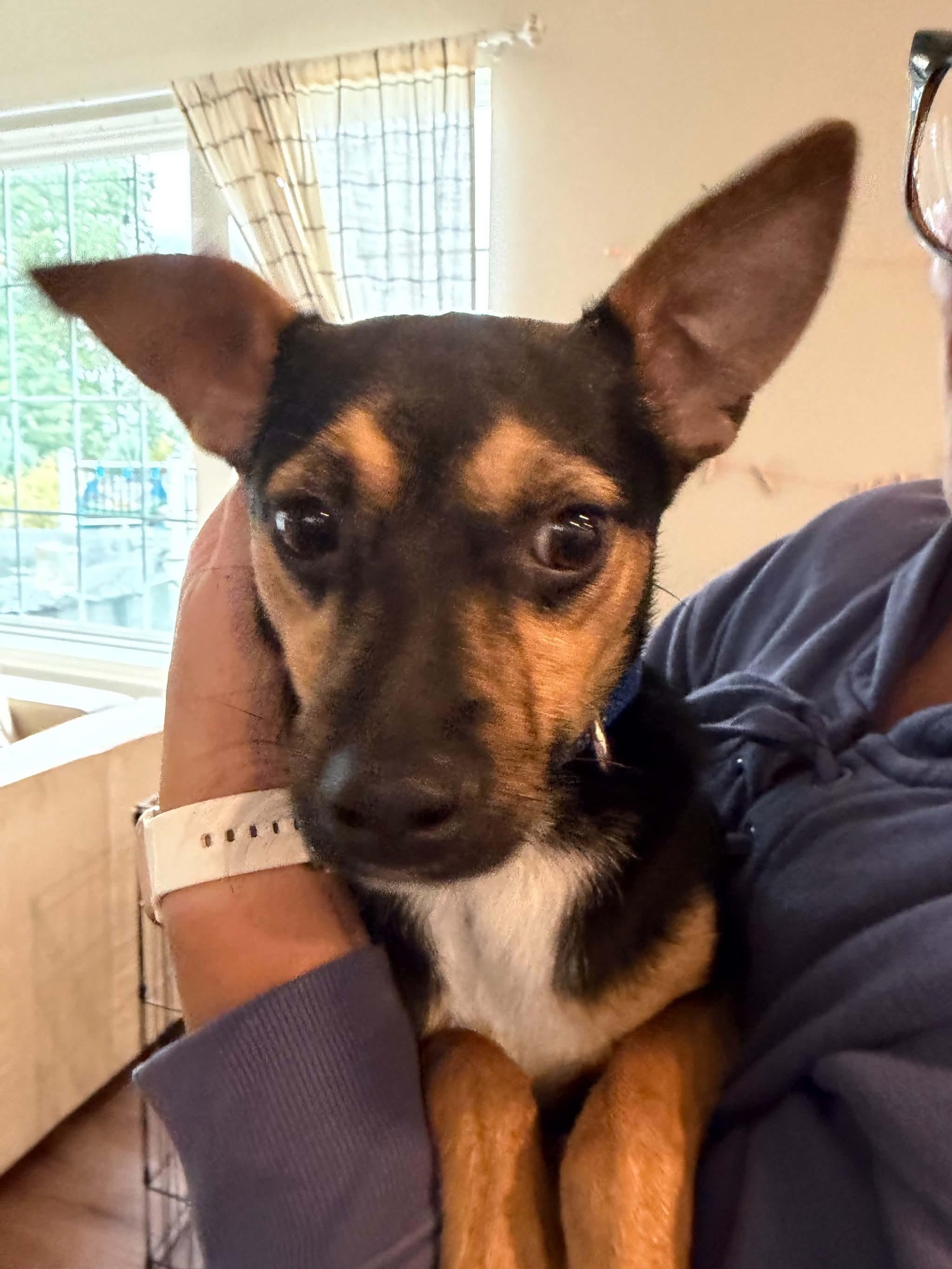 Poncho, Adoptable, Puppy Male Miniature Pinscher & Chihuahua.
