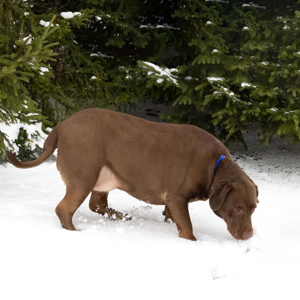 Carmella, Adoptable, Adult Female Chocolate Labrador Retriever.