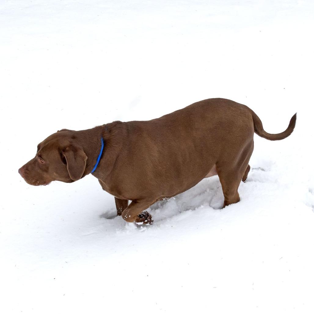 Enlarge Carmella, a Adoptable mixed breed in Erie, PA image 3/6